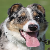 Astra Bee, Tricolour, smooth coated border collie